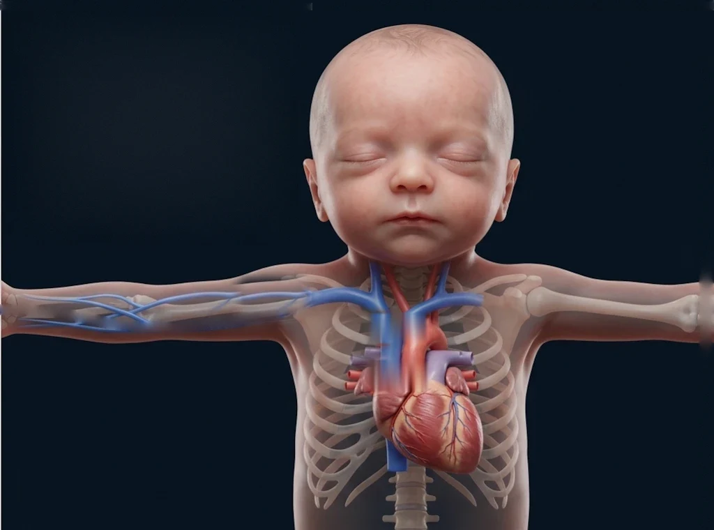 Recién nacido con la anatomía del tórax, las venas del brazo y el corazón